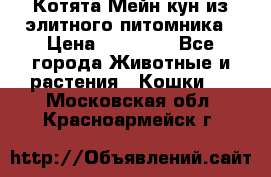 Котята Мейн-кун из элитного питомника › Цена ­ 20 000 - Все города Животные и растения » Кошки   . Московская обл.,Красноармейск г.